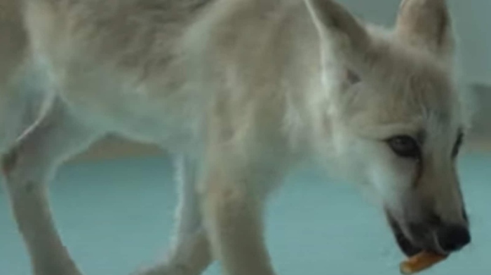 Вижте първия в света клониран арктически вълк (ВИДЕО)